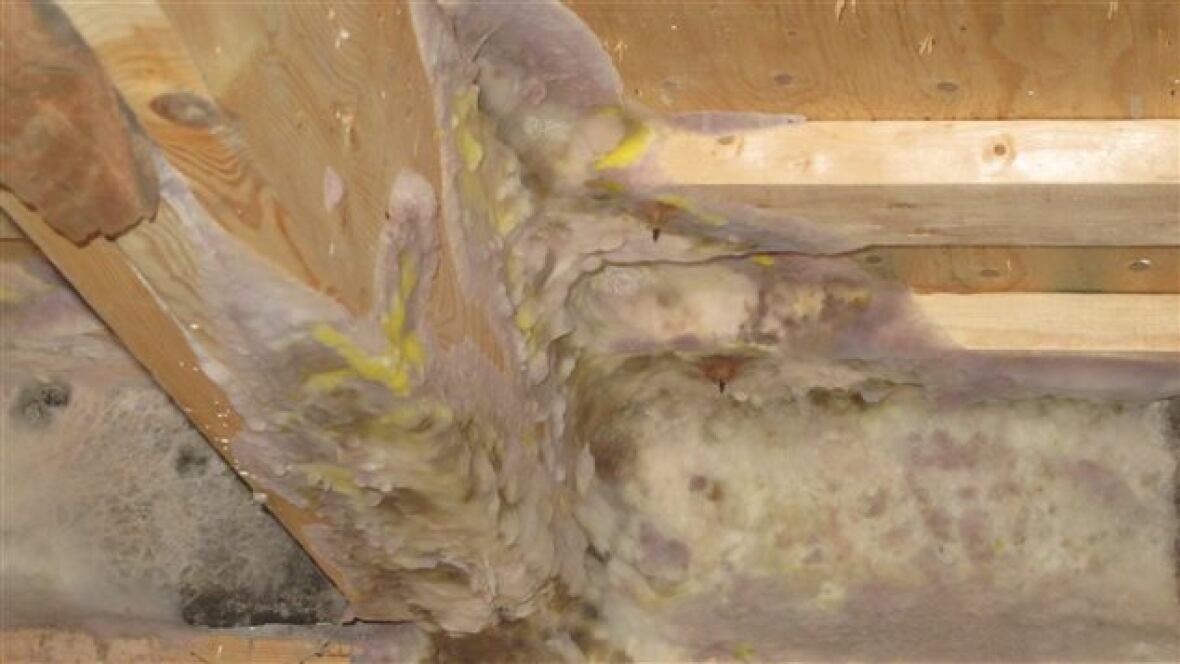 Dry rot fungus attacks Rimouski couple's home Montreal CBC News