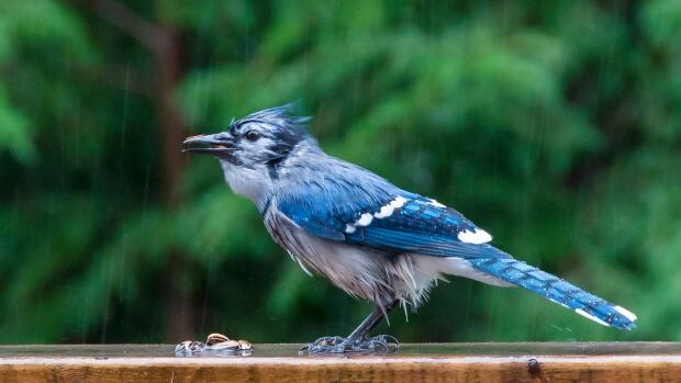 Blue jay in Bedford