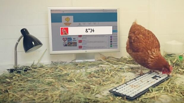 Betty the chicken tweeted her first full word on Thursday, Oct. 15. It was "bum."
