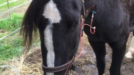 Bliss the pony in Nanaimo