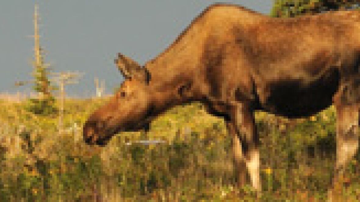 Cape Breton Highlands moose cull not needed, says hunting guide Nova Scotia CBC News Cape Breton Highlands moose cull not needed, says hunting guide Nova Scotia CBC News