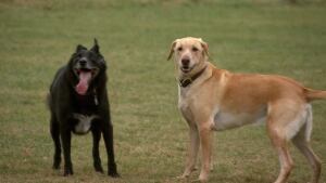 Kilcona Park dogs