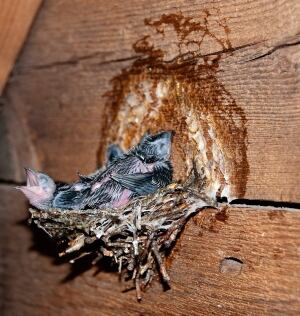 chimney swift