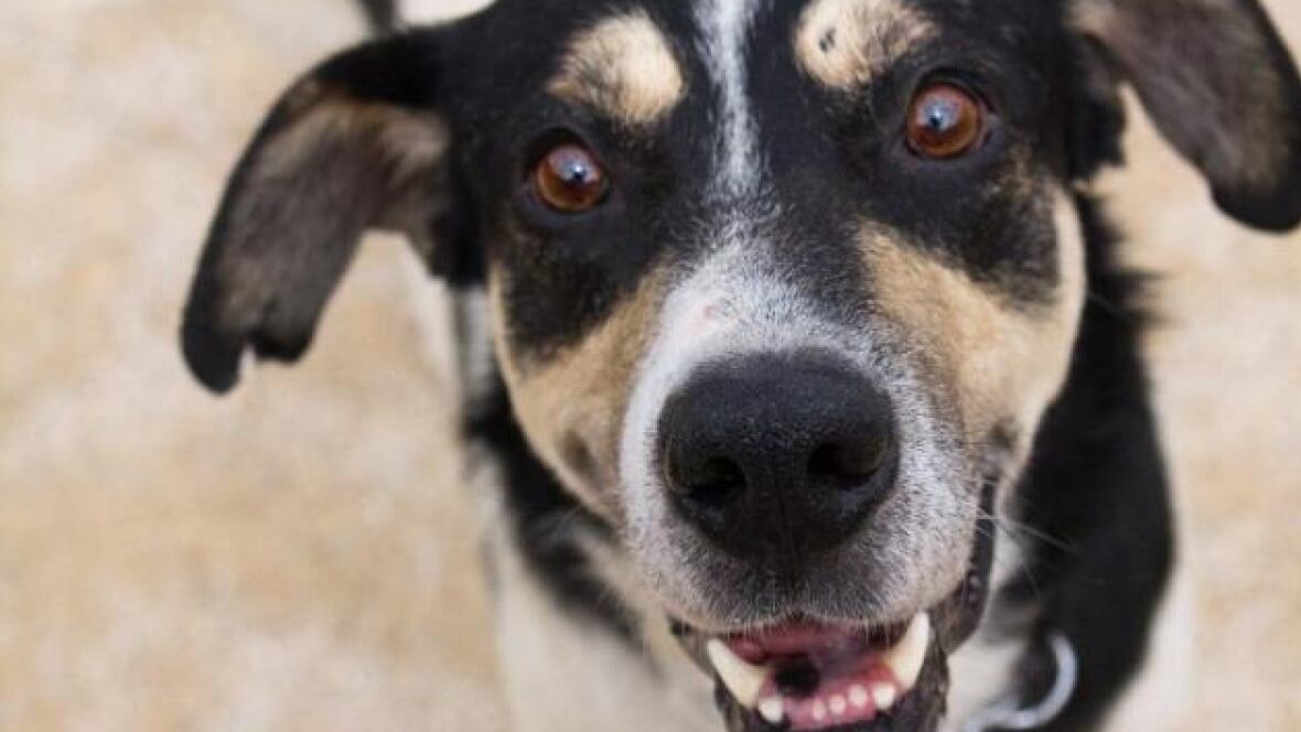 Winnipeg dog pound gets in on Black Friday sales Manitoba CBC News