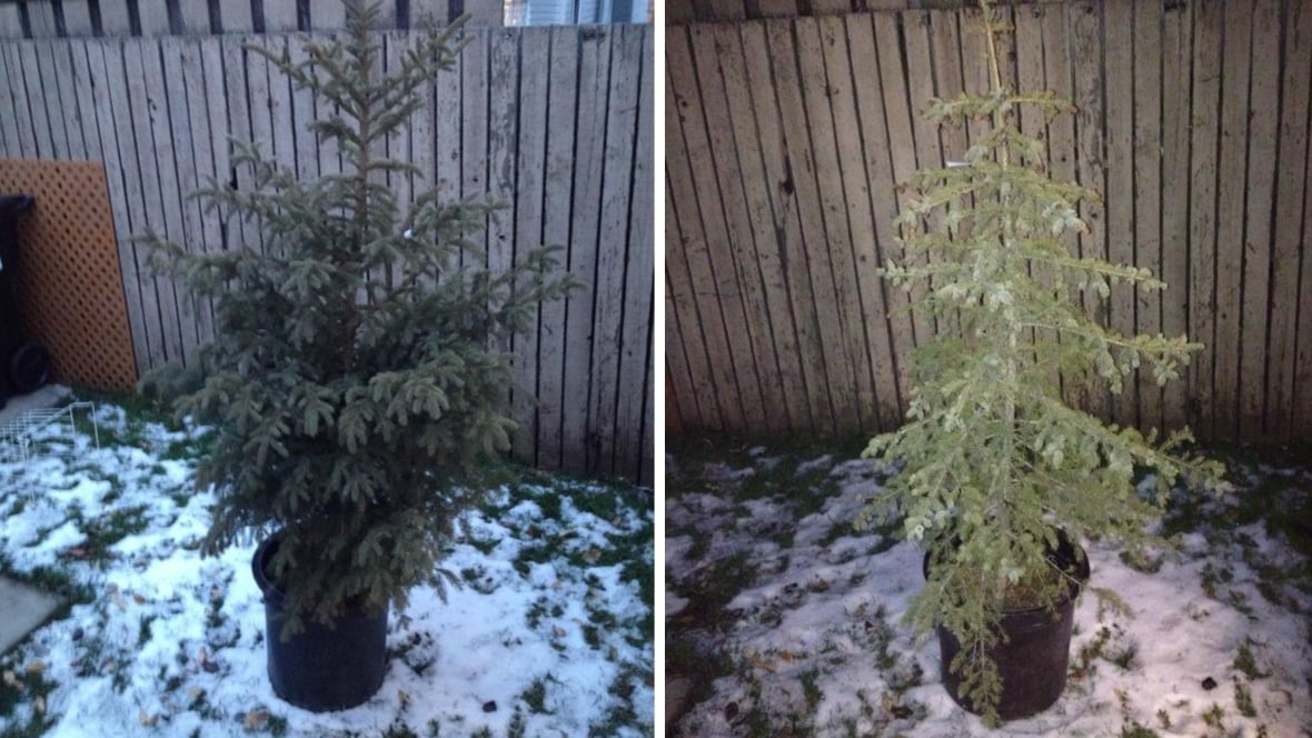 living christmas tree rental replaces cut evergreen in living christmas tree rental replaces cut evergreen in