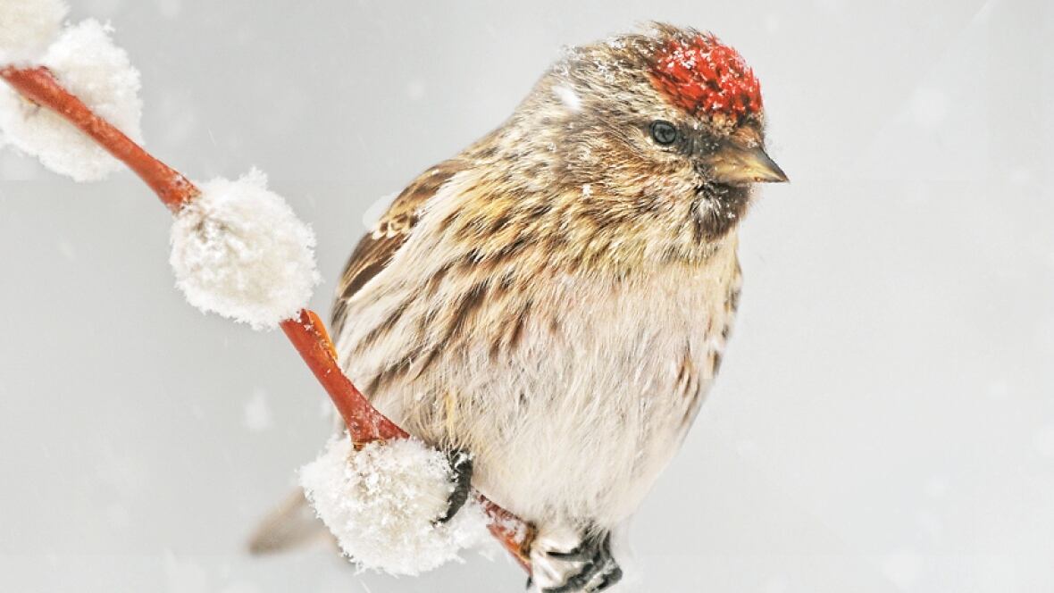 Brian Keating reviews 'Backyard Bird Feeding An Alberta Guide