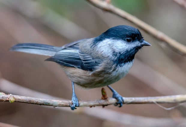 black capped chickadee
