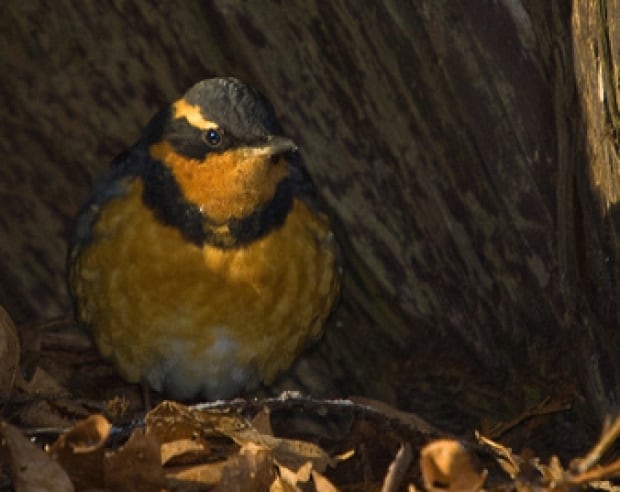 thrush christmas bird count