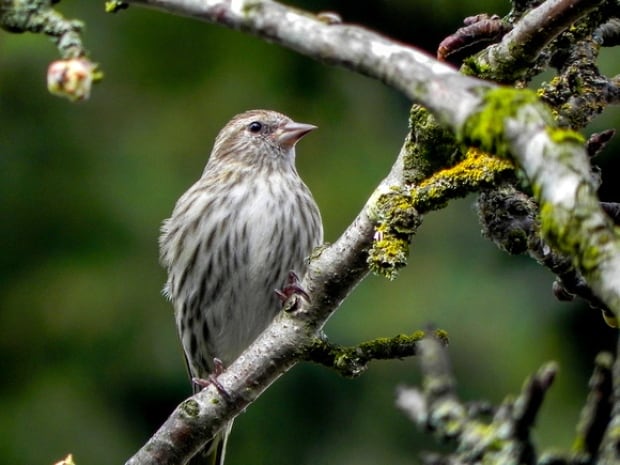 pine siskin christmas bird count