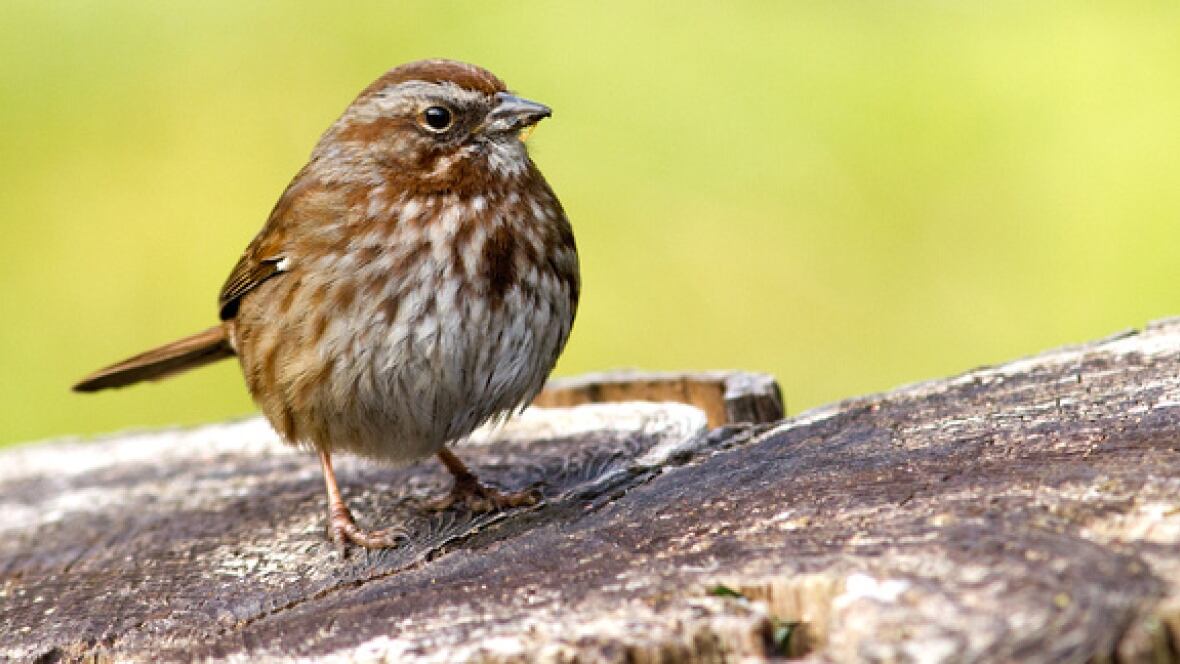 Migratory birds making way north early, birders say New Brunswick CBC News Migratory birds making way north early, birders say New Brunswick CBC News