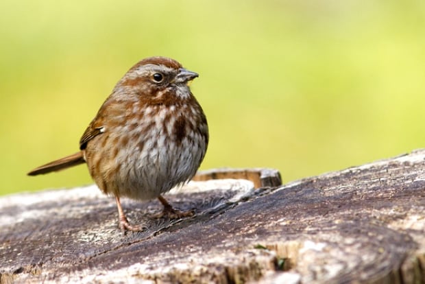song sparrow