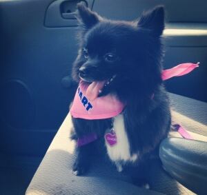 Diamond, pet pomeranian