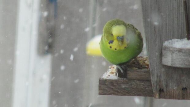 A budgie has been rescued after spending more than a month outside in the cold in Winnipeg.