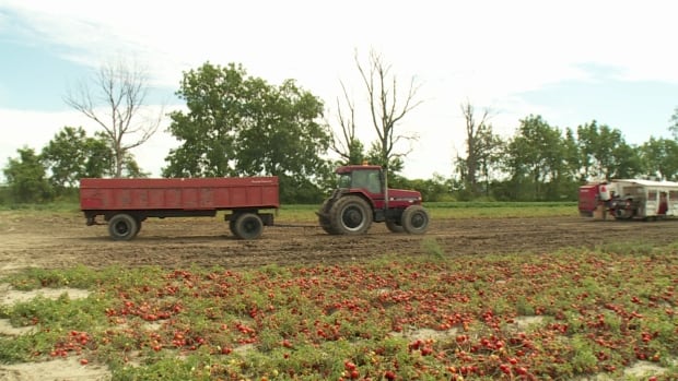 Tomatoes are harvested in Leamington, Ont. in this file photo. Leamington farmers will be supplying tomatoes for French's