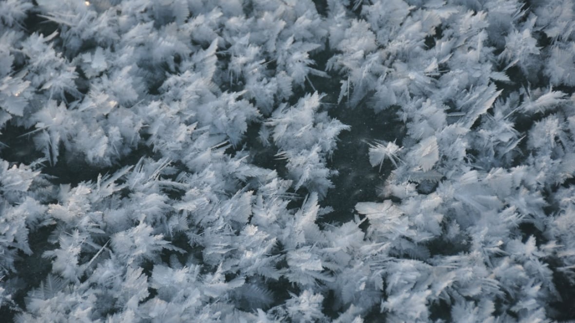 Arctic sea ice 'frost flowers' in bloom at University of Manitoba lab