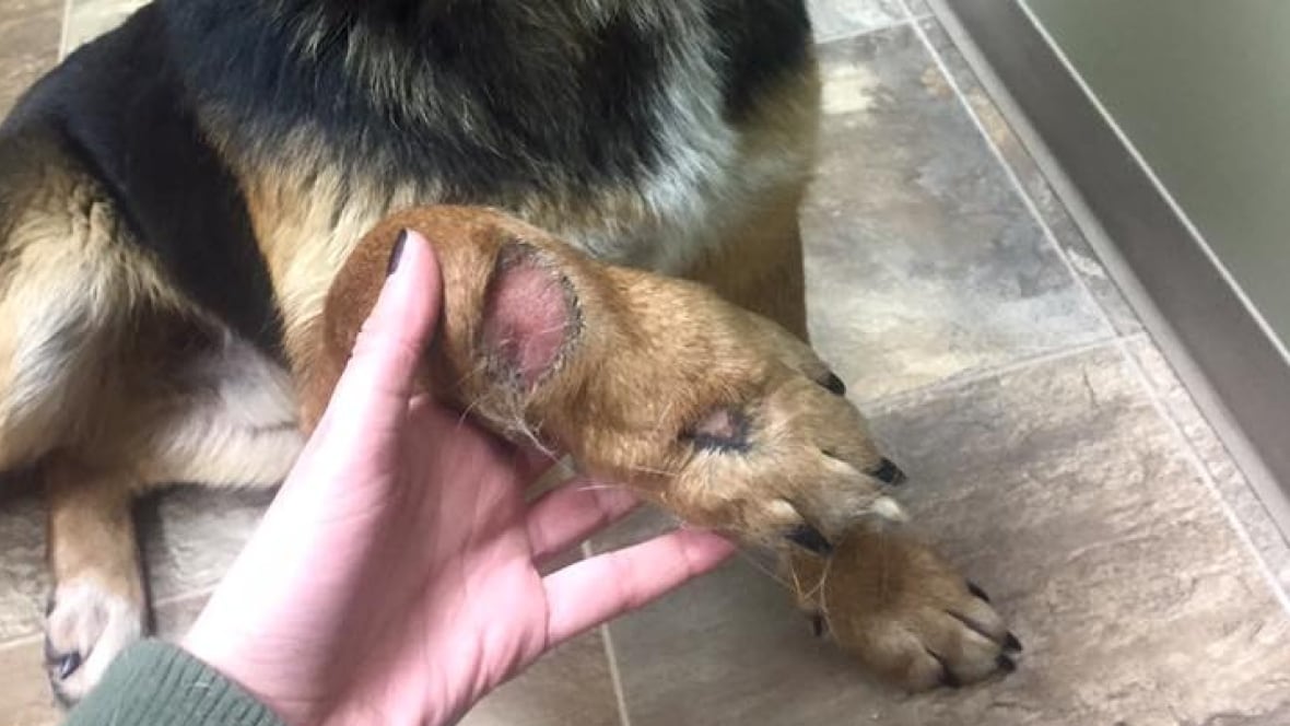 North Saskatchewan Dog Rescue North Saskatchewan Dog Rescue