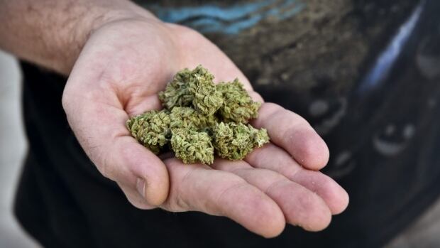 In the state of Colorado, people can carry 1 oz and grow 6 plants of marijuana at home. What should the rules be in Canada when pot is legal?