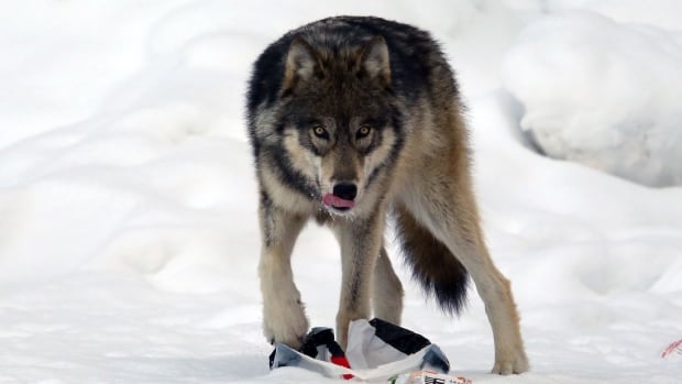 A recent wolf pack sighting near Banff has park officials concerned.