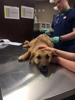Dog shot with arrow recovering