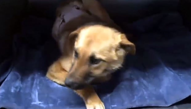 Arrow the dog is on the mend in Lumsden, Sask.