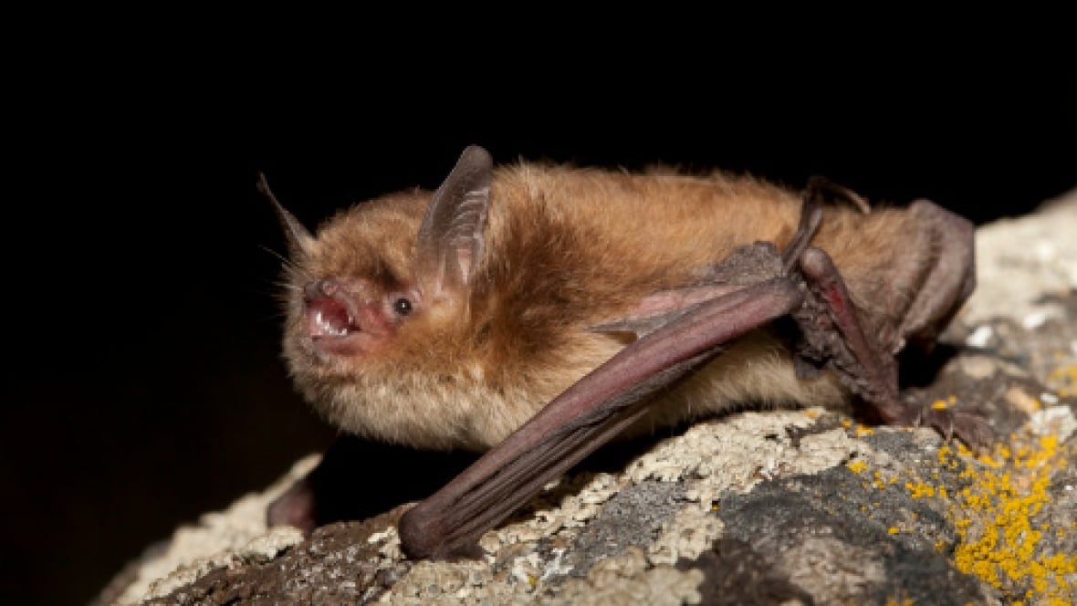 Announcers Chilling Account Bat Attack During British Open Coverage - nasdclx