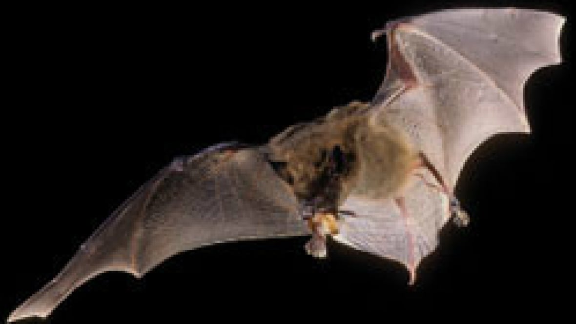 Wildlife expert Brian Keating on Alberta's 9 species of bats Calgary