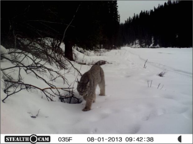 Lynx