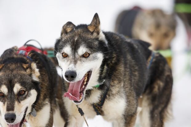 USA-IDITAROD/