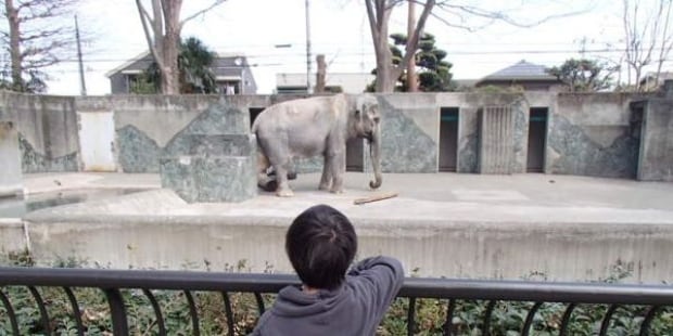 Hanako the elephant