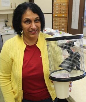 Dr. Christine Noronha with her new wireworm trap
