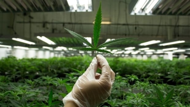 MARIJUANA-LEAF