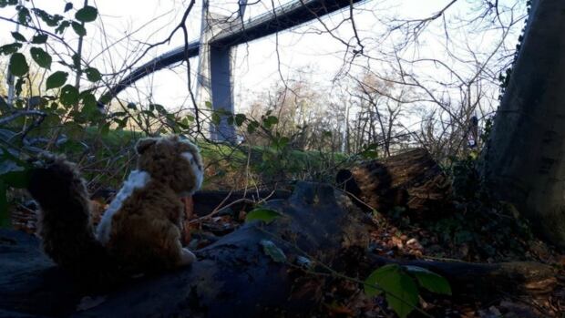 The squirrel bridge cost over $200,000 dollars to build.