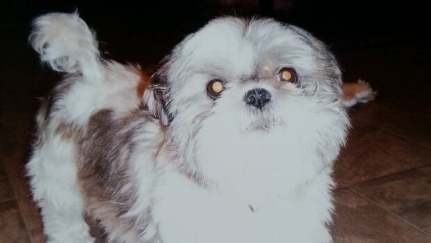 my shih tzu doesn t want to eat tiger pulls treat from shelves after p e i family pet dies prince edward my shih tzu doesn t want to eat tiger pulls treat from shelves after p e i family pet dies prince edward