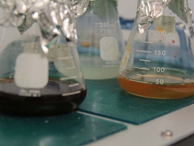 Cannabis yeast
