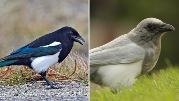 rare white magpie spotted in edmonton edmonton cbc news rare white magpie spotted in edmonton edmonton cbc news