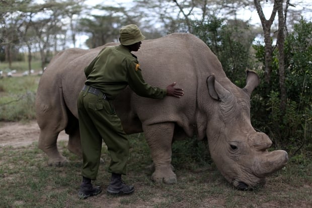 KENYA-WILDLIFE/