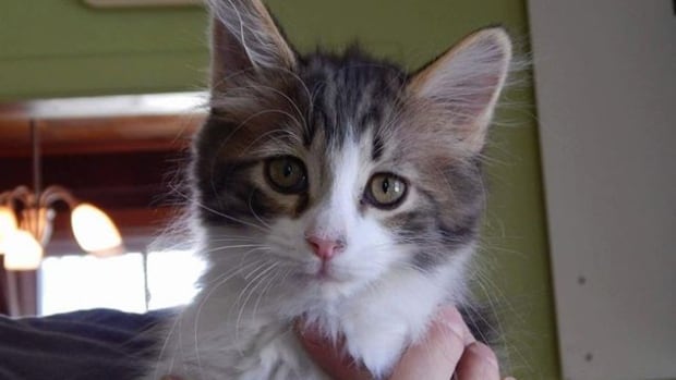 Team Cat Rescue Toronto Team Cat Rescue Toronto