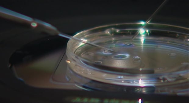 IVF petri dish