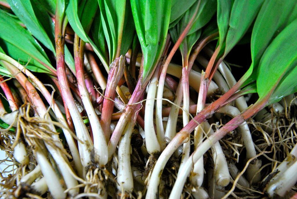 What to Do with Rhubarb foto What to Do with Rhubarb images