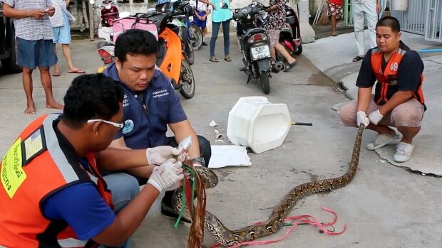 Fue atacado por una serpiente gigante mientras estaba en el baño de su casa - Imagen 2
