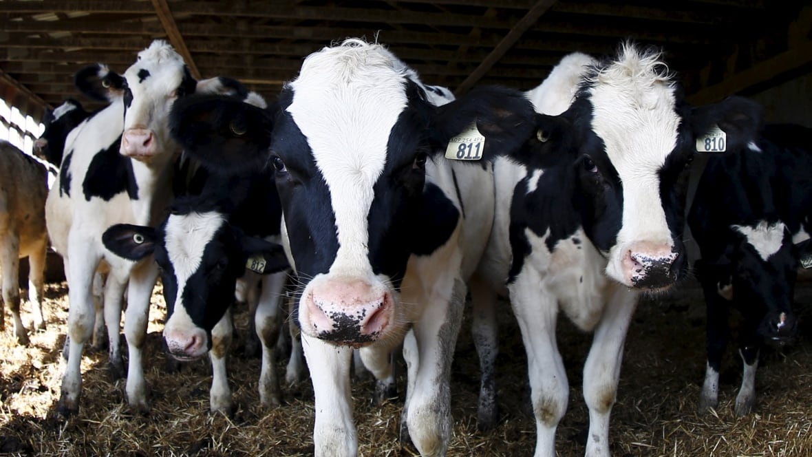 Canada's dairy farmers say diafiltered milk from U.S. costs them