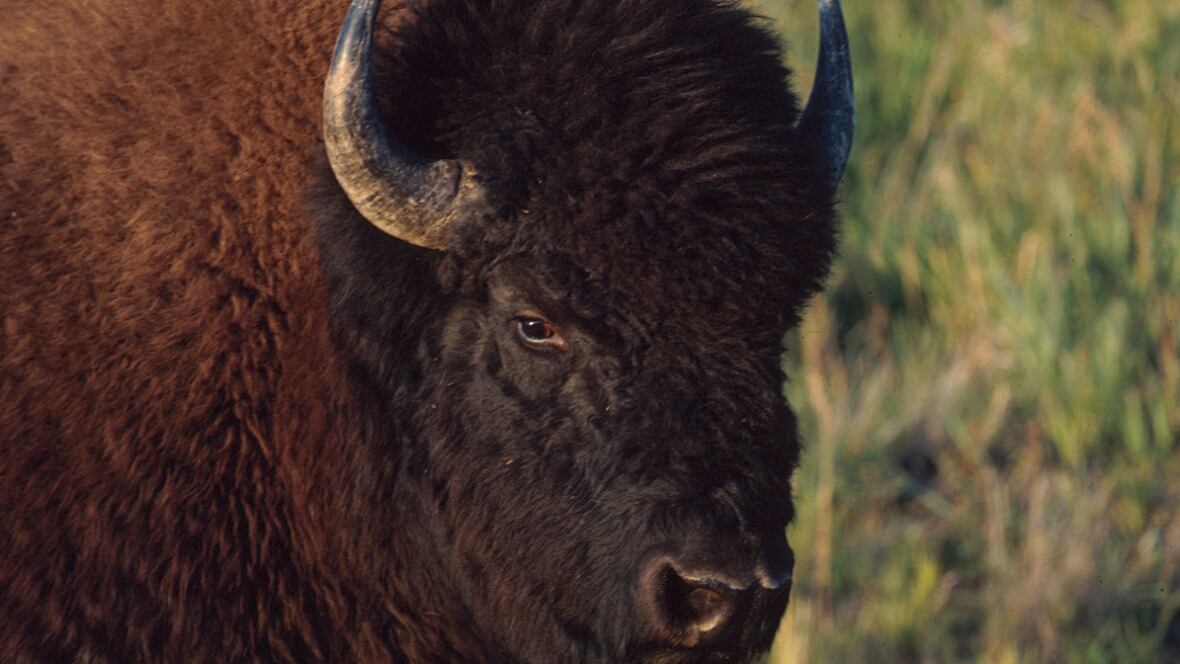 toronto bison birth banff national park toronto bison birth banff national park