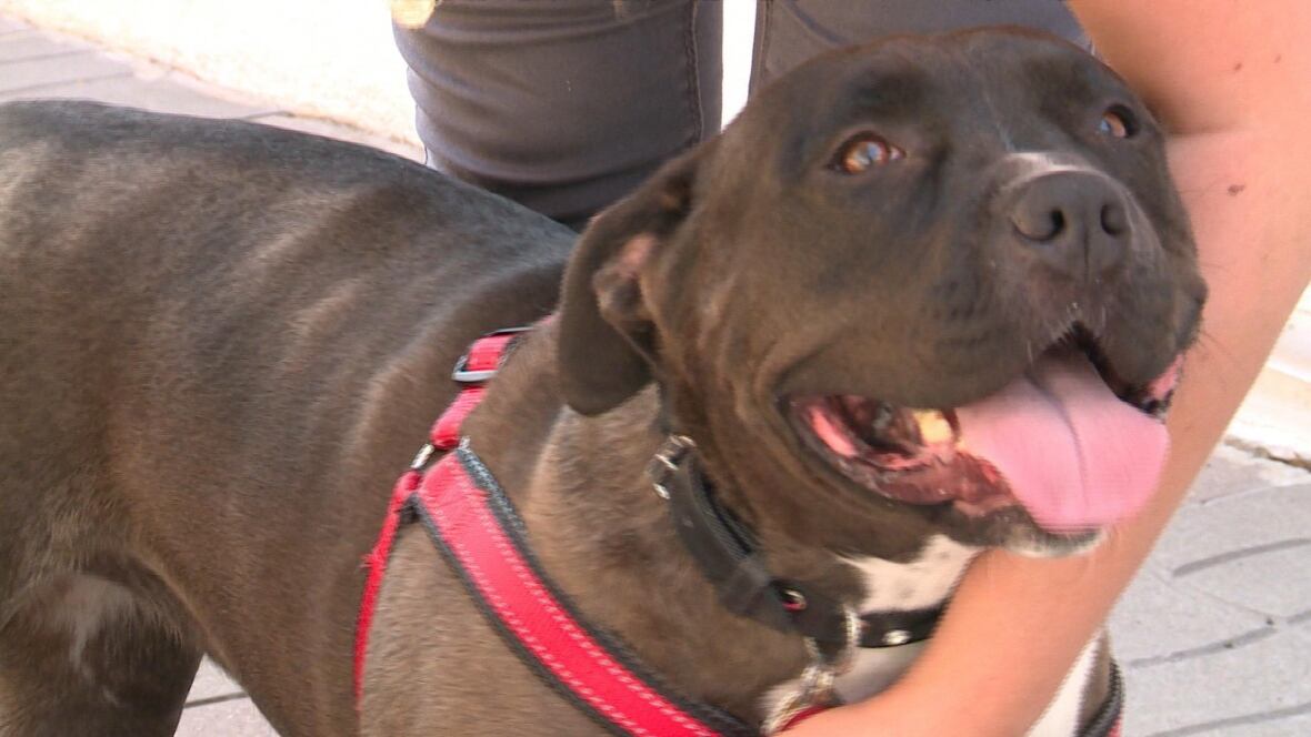 Which Quebec cities, towns have pit bull laws? - Montreal ... Which Quebec cities, towns have pit bull laws? - Montreal ...