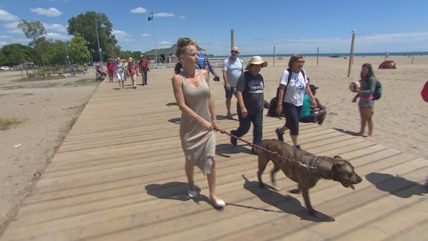 Judge orders temporary stay on Montreal's pit bull ban