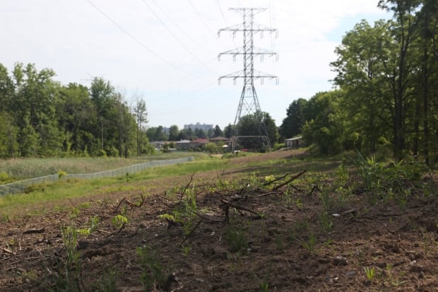 Cost Of Electricity In Ontario >> Tree-planting program takes root in Hamilton after Hydro ... Cost Of Electricity In Ontario >> Tree-planting program takes root in Hamilton after Hydro ...