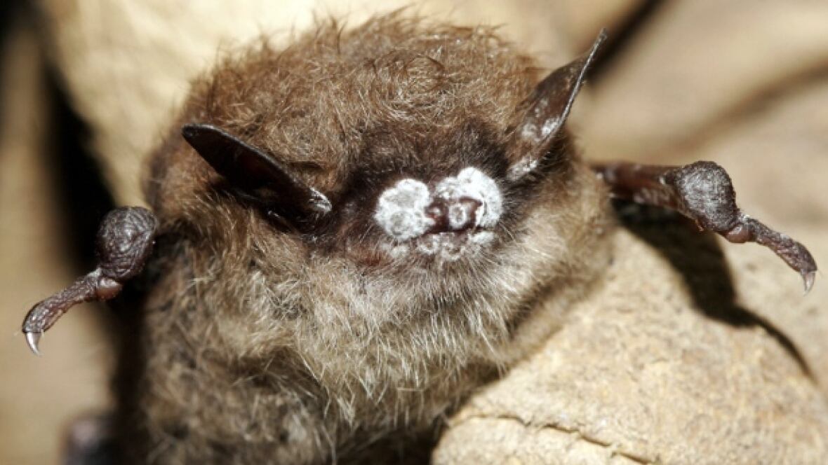 keep an eye out for bats in your well say p e i keep an eye out for bats in your well say p e i