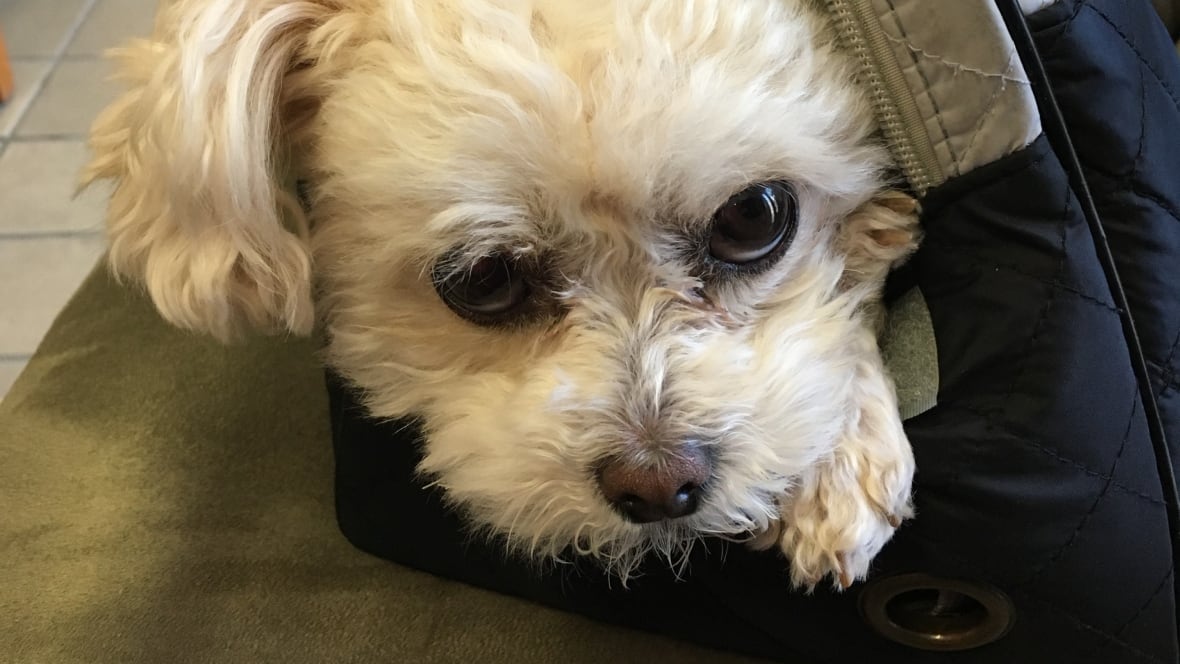 Coco the dog found after being snatched from Lougheed Mall parking lot