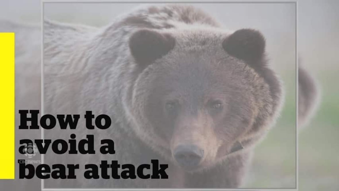 Tips for avoiding a bear attack Calgary CBC News