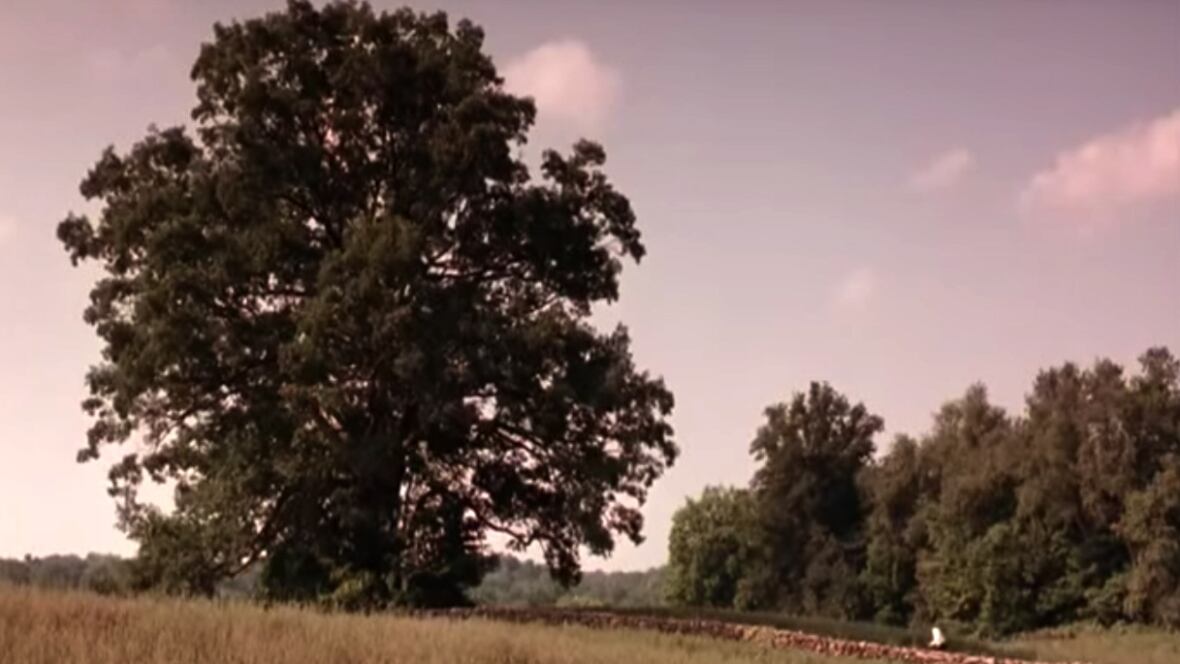 Shawshank Redemption oak tree knocked down Entertainment CBC News