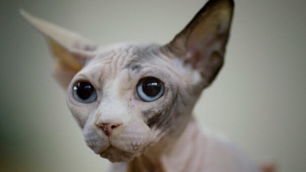 Toronto, Home of the Hairless Sphinx Cat